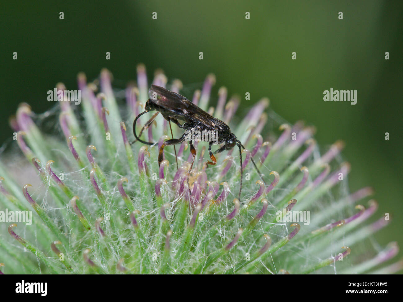Braconid Wasp (sub-family Agathidinae ) ovipositing in Burdock. Sussex, UK Stock Photo