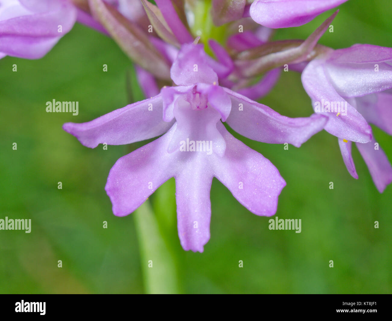 Pink Flower of Pyramidal Orchid (Anacamptis pyramidalis) showing ridges or guide plates. Sussex, UK Stock Photo