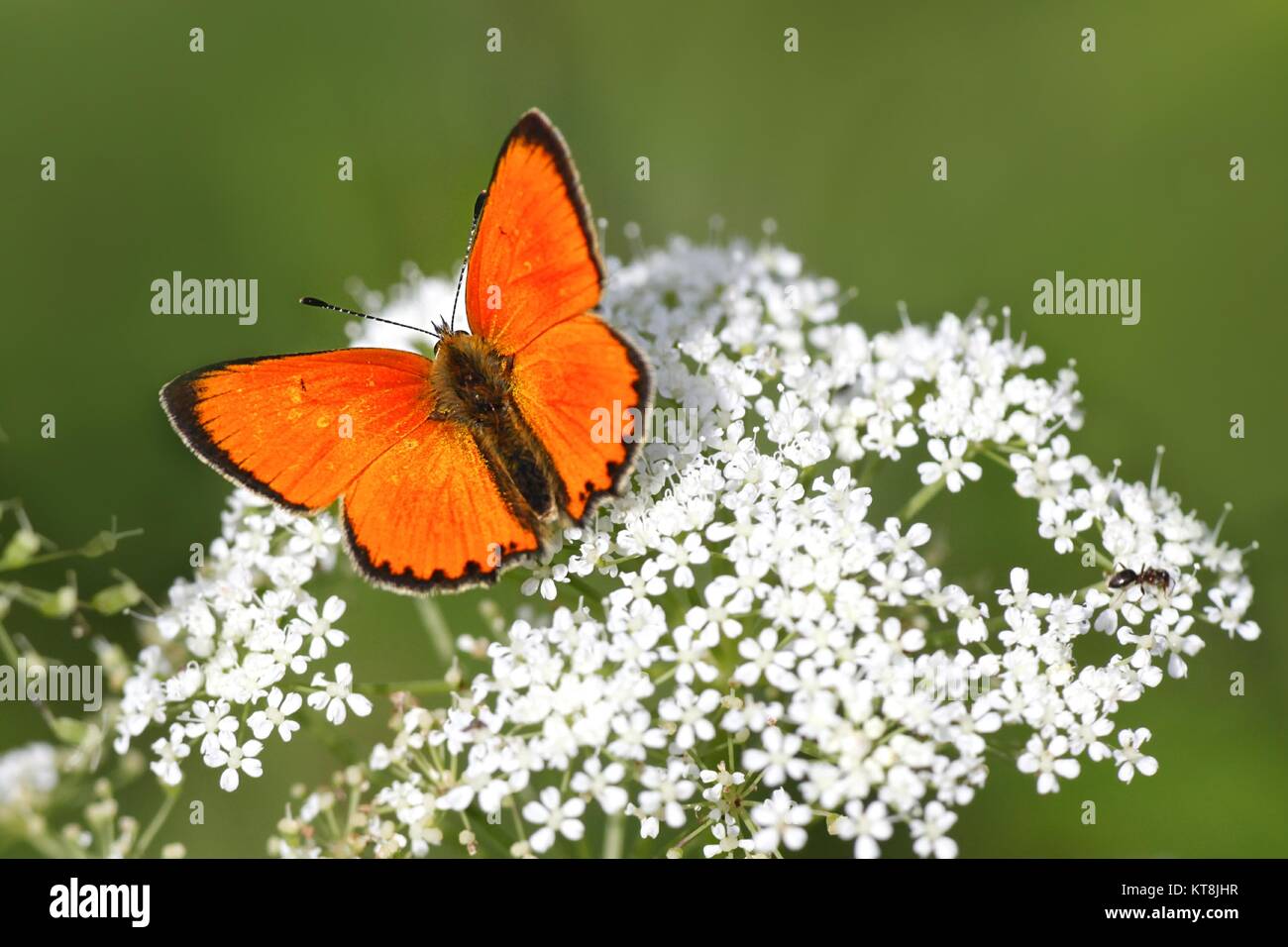Scarce copper butterfly, Lycaena virgaureae Stock Photo