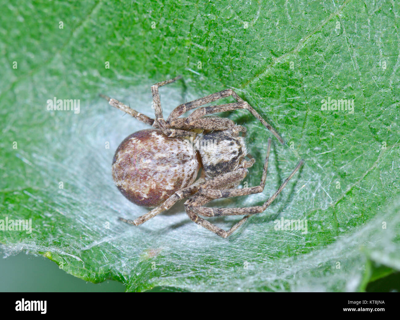 Running Crab Spider (Philodromus cespitum) female on silk pad