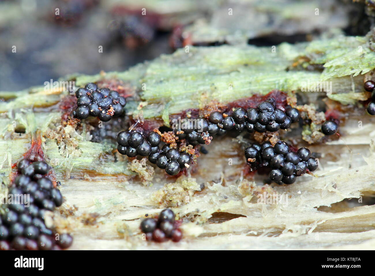 Slime mold or mould, Metatrichia vesparia Stock Photo