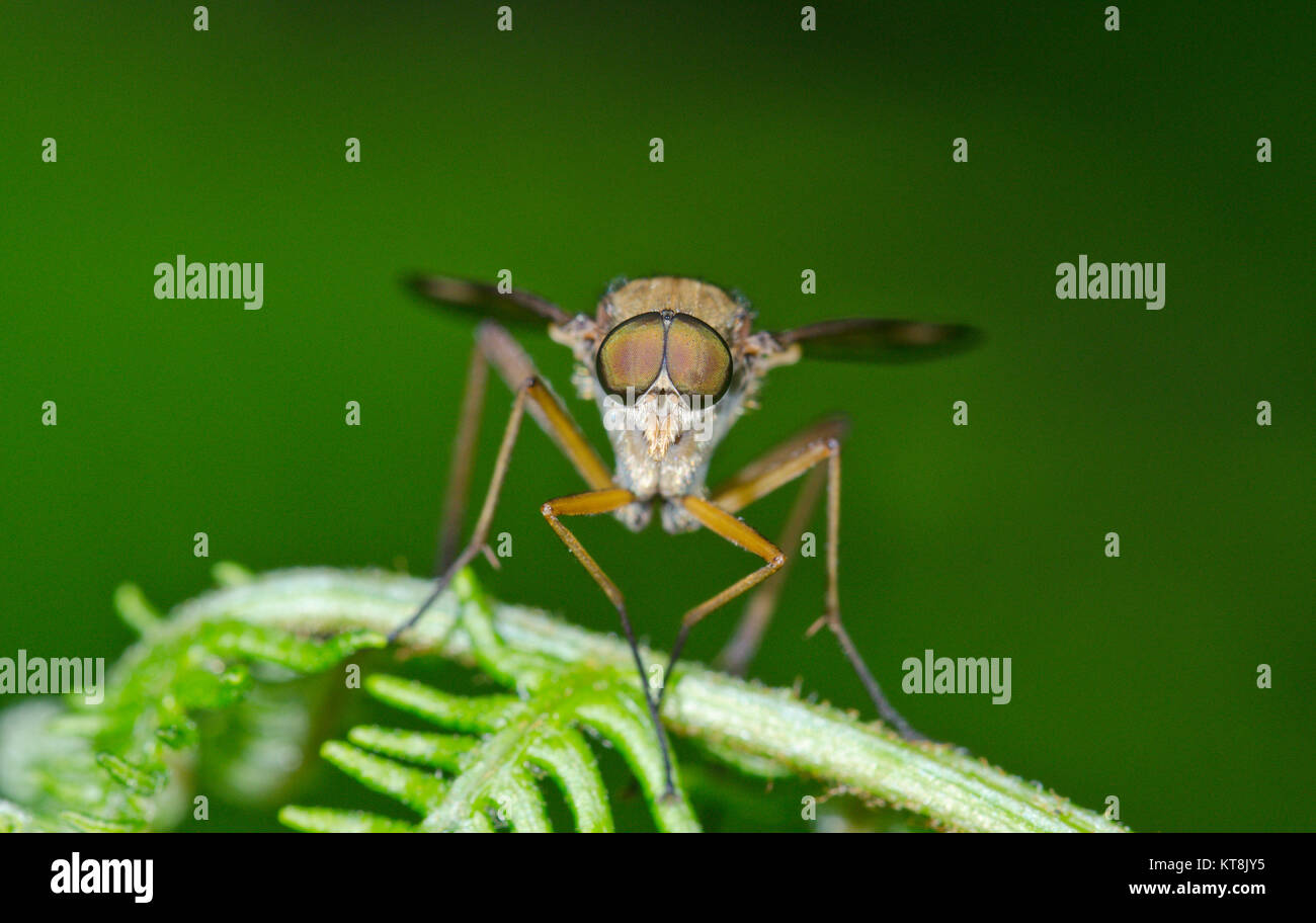 Head of Snipe Fly (Rhagio sp), ambush predator. Sussex, UK Stock Photo