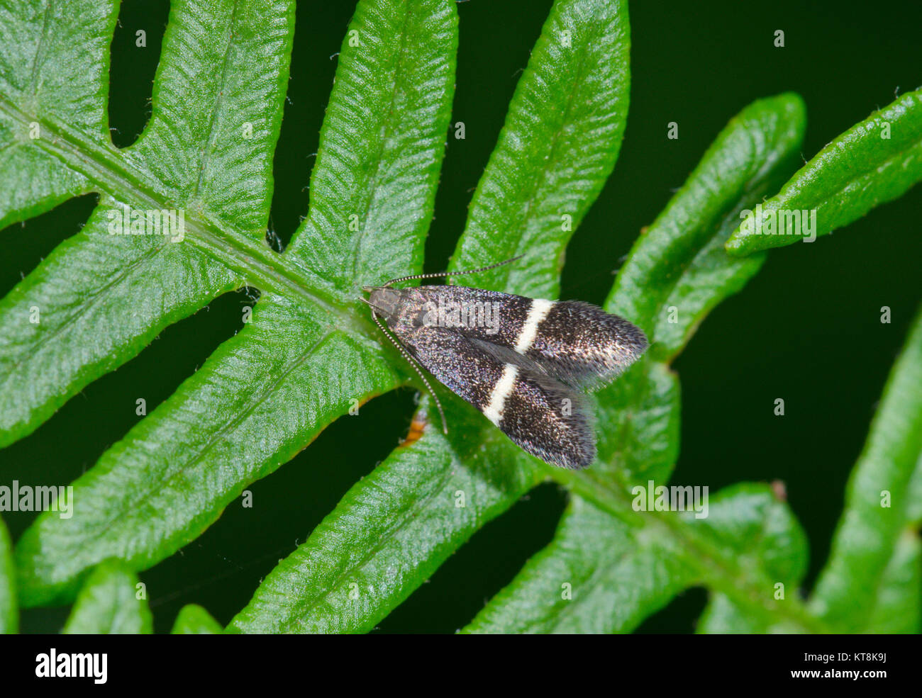 White strap Sober Micro Moth (Syncopacma species). Sussex, UK Stock Photo