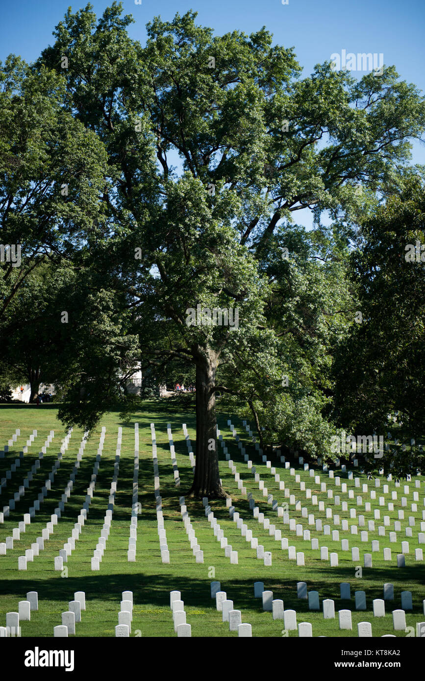 A Pin Oak, in Section 12 of Arlington National Cemetery near the Memorial Amphitheater, was recently named a Virginia State Champion Tree. The trees are ranked based on a point system using the circumference at 4 ½ feet, height and crown spread of the tree, according to the Virginia Big Tree Program website http://bigtree.cnre.vt.edu.(U.S. Army photo by Rachel Larue/released) Stock Photo