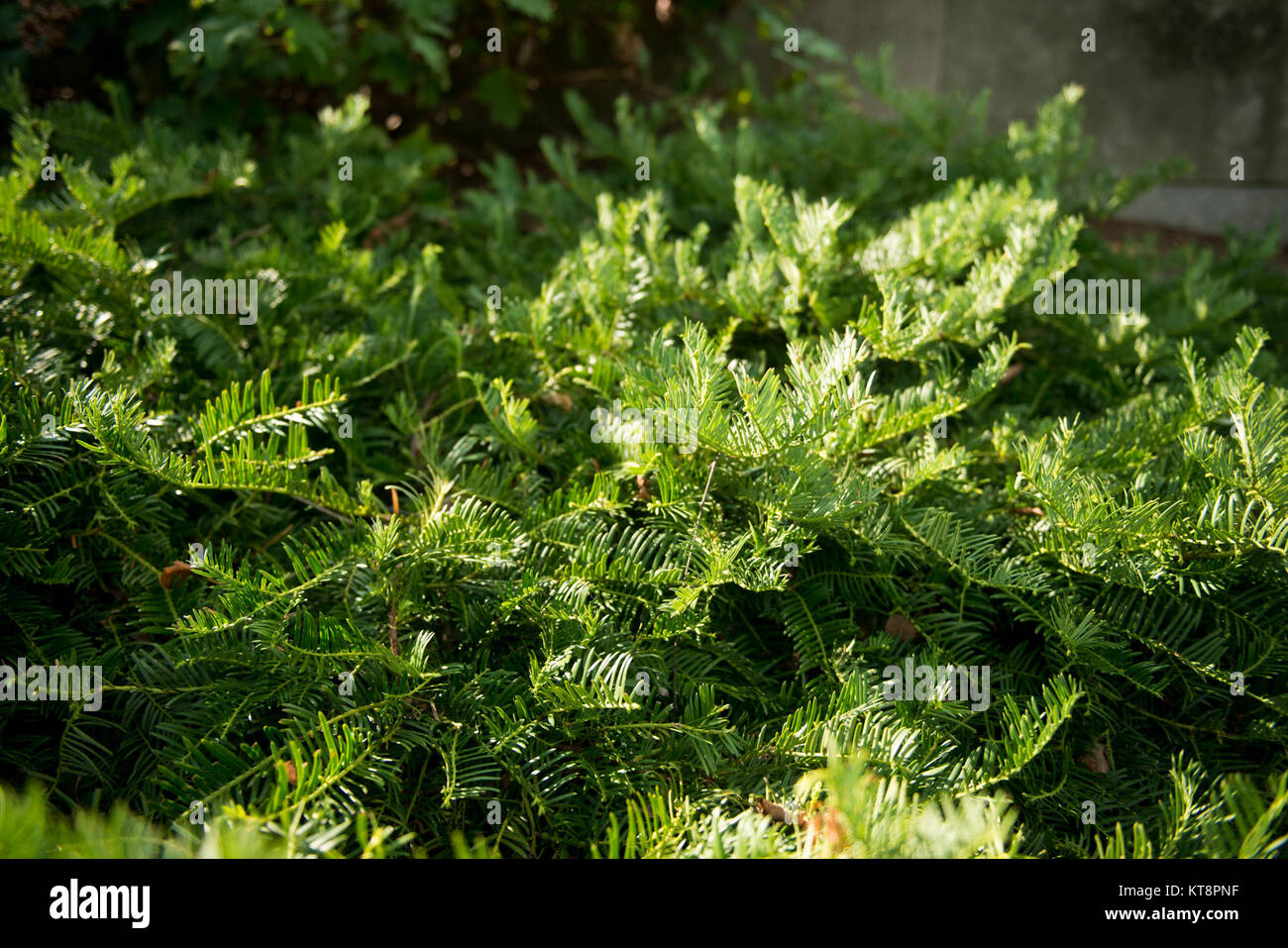 Cephalotaxus shrubs grow in Columbarium Court 3 in Arlington National Cemetery, Sept. 9, 2016, in Arlington, Va. The cemetery's 624 acres are a unique blend of formal and informal landscapes, dotted with more than 8,600 native and exotic trees. (Photo by Rachel Larue/Arlington National Cemetery/released) Stock Photo