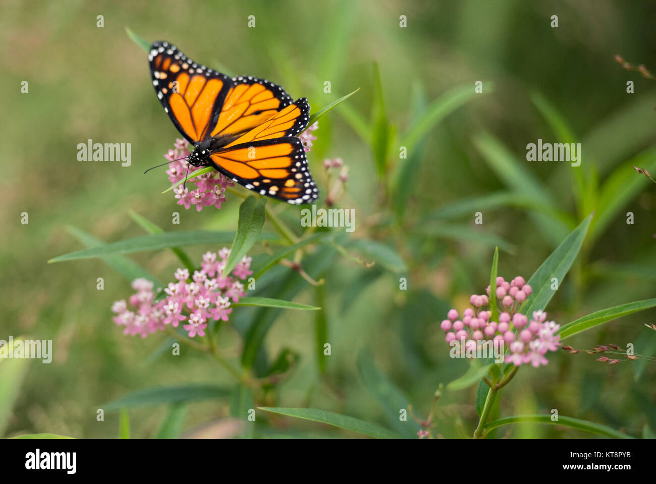 A Monarch Butterfly rests on milkweed plants in Arlington National Cemetery after being released, Aug. 9, 2016, in Arlington, Va. The cemetery plants several types of local milkweed that Monarch Butterflies need to lay their eggs.  (U.S. Army photo by Rachel Larue/Arlington National Cemetery/released) Stock Photo