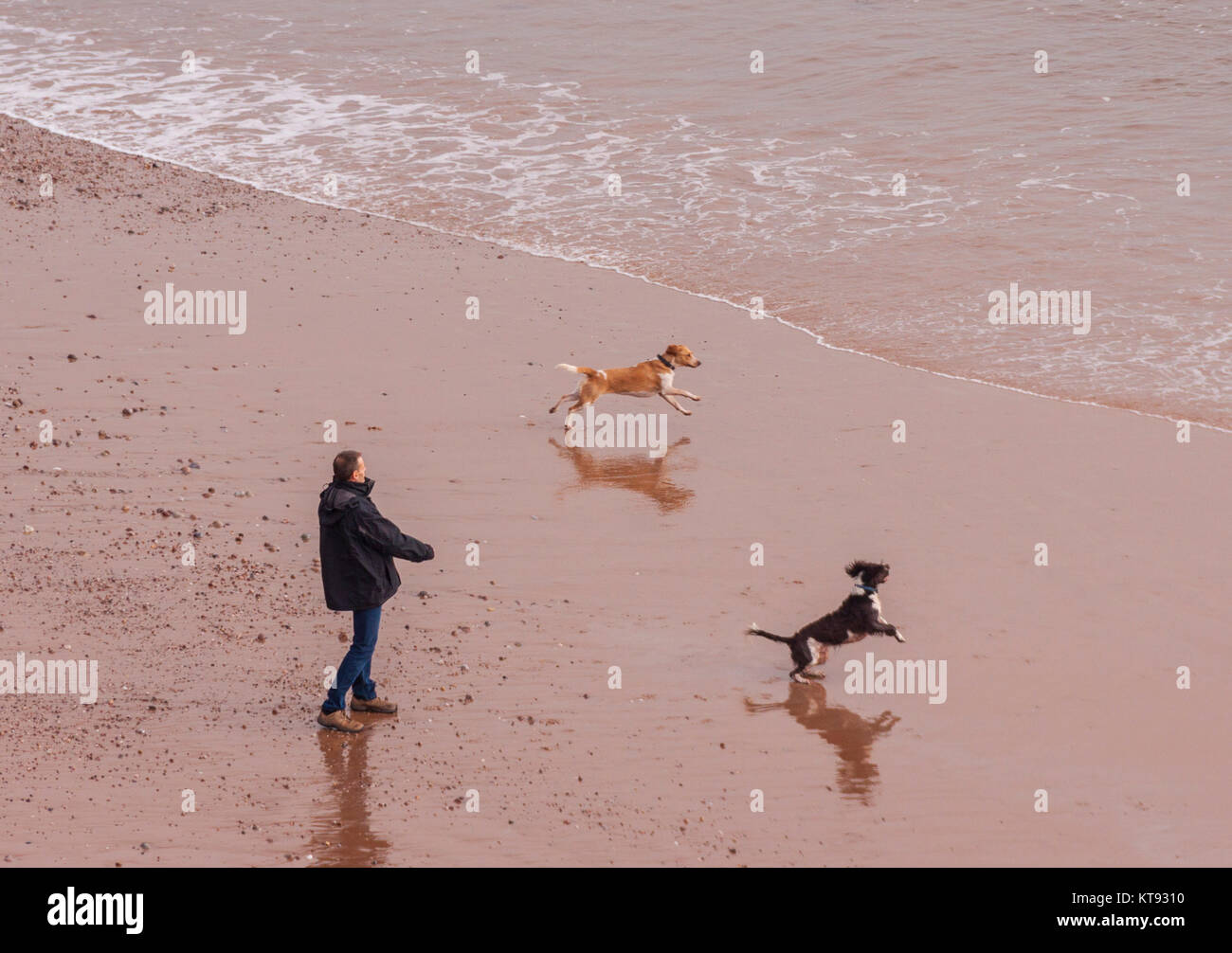 Sidmouth, Devon. 23rd Dec, 2017. UK Weather: A man walks his dogs on the beach atSidmouth, Devon on a mild and calm day. Storms Dylan and Eleanor, the fourth and fifth named storm of the year, are due to bring severe conditions to Britain on Boxing Day. Credit: Photo Central/Alamy Live News Stock Photo