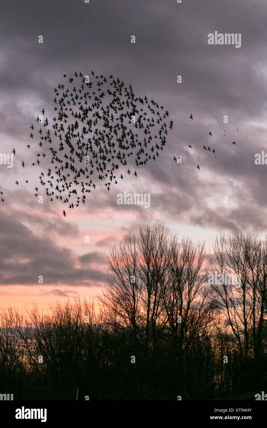 Burscough, Lancashire. 23rd Dec, 2017. UK Weather. Thousands of starling seeking a communal roost in the reed beds at Martin Mere, are harried and pursed by a resident peregrine falcon. The shapes and swirls form part of an evasive technique to survive and to confound and dazzle the bird of prey. The larger the simulated flocks, the harder it is for the predators to single out and catch an individual bird. Starlings can fly swiftly in coordinated and mesmerising formations as a group action to survive the attack. Credit: MediaWorldImages/Alamy Live News Stock Photo
