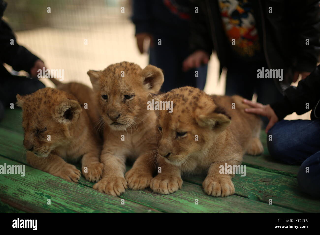 Gaza City, The Gaza Strip, Palestine. 23rd Dec, 2017. A Palestinian zoo