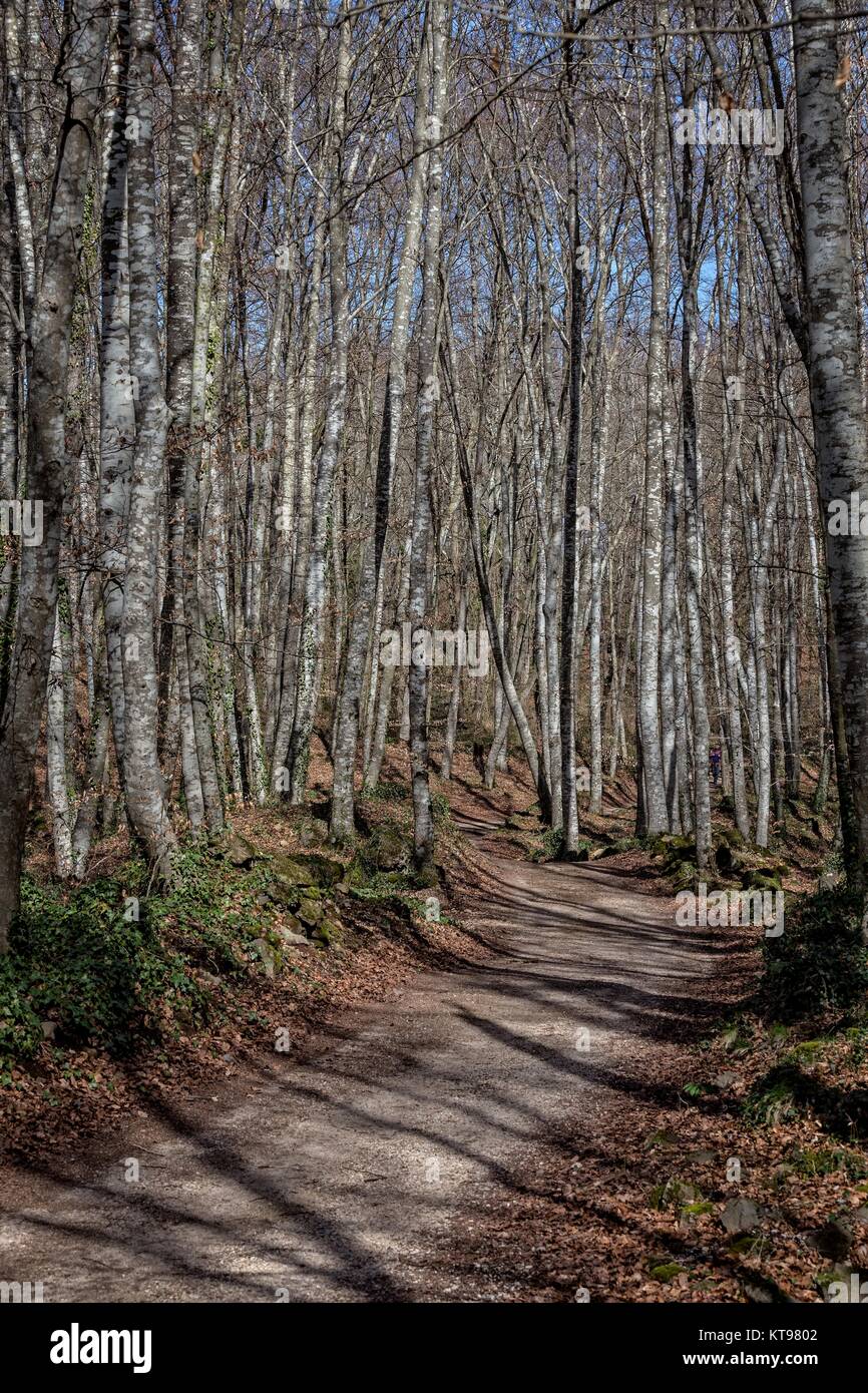 View of La Fageda den Jorda, a forest of beech trees, in the Garrotxa ...