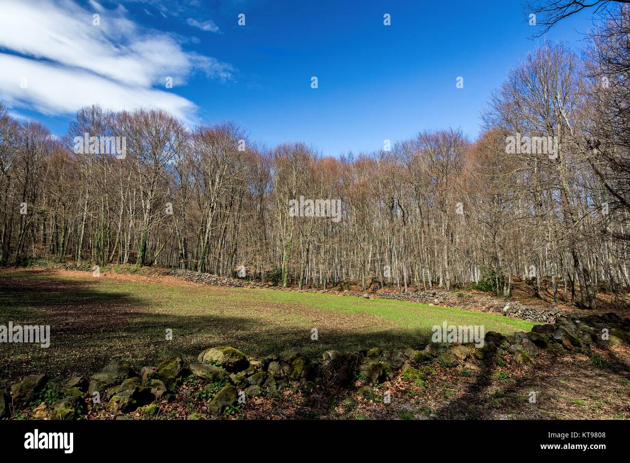 View of La Fageda den Jorda, a forest of beech trees, in the Garrotxa ...