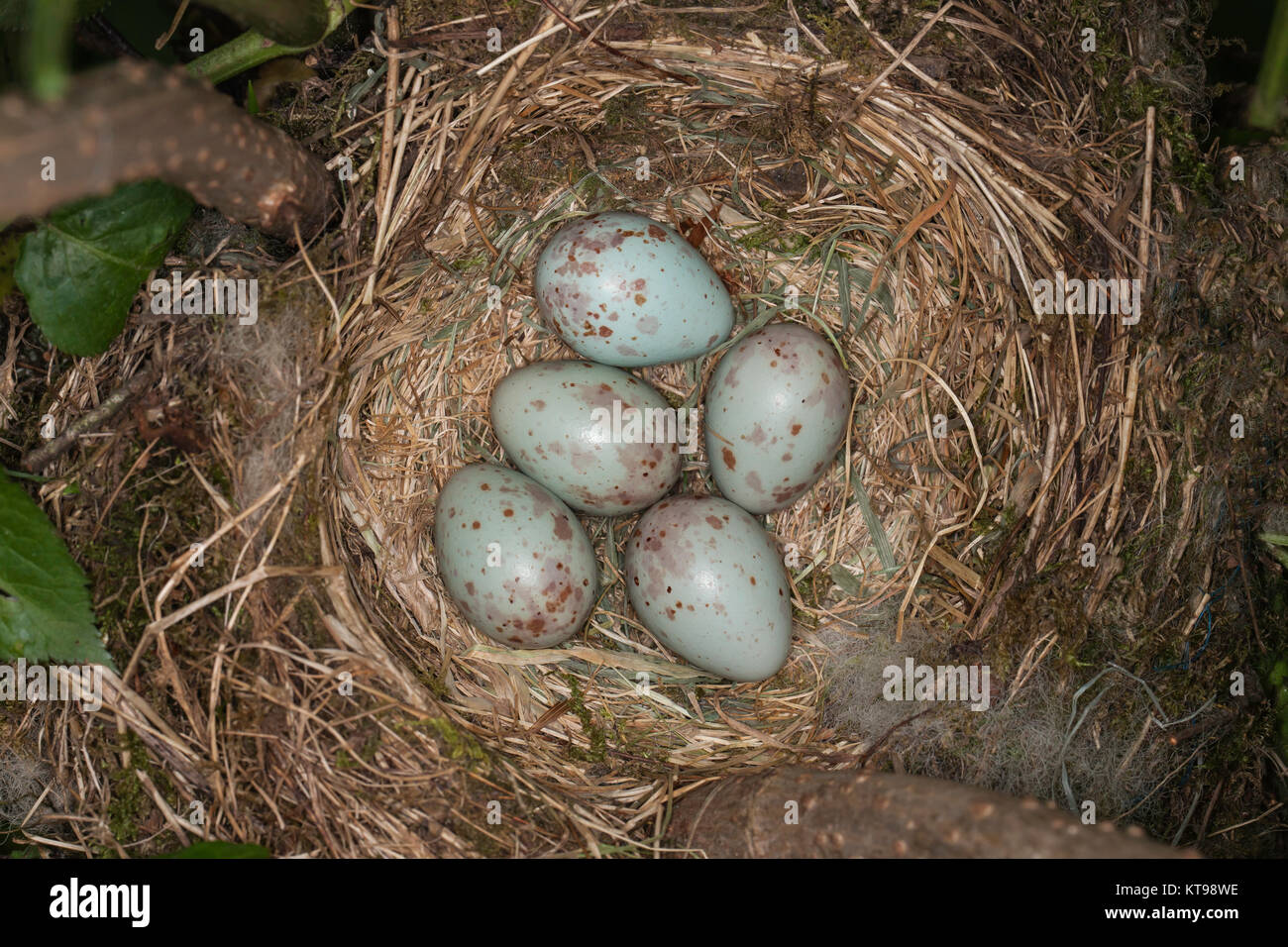 Mistle Thrush nest with five blue speckled eggs Stock Photo