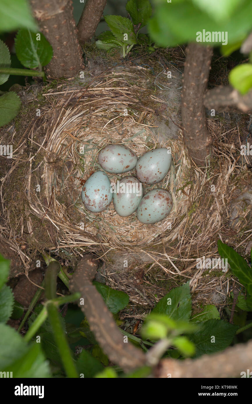 Mistle Thrush nest with five blue speckled eggs Stock Photo