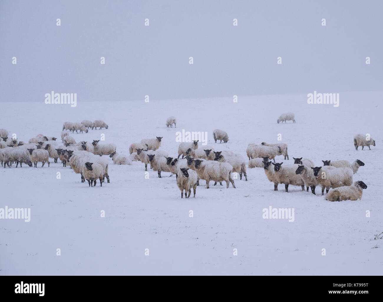 A flock of sheep in a blizzard on Hazler Hill, Church Stretton, Shropshire, England, UK Stock Photo