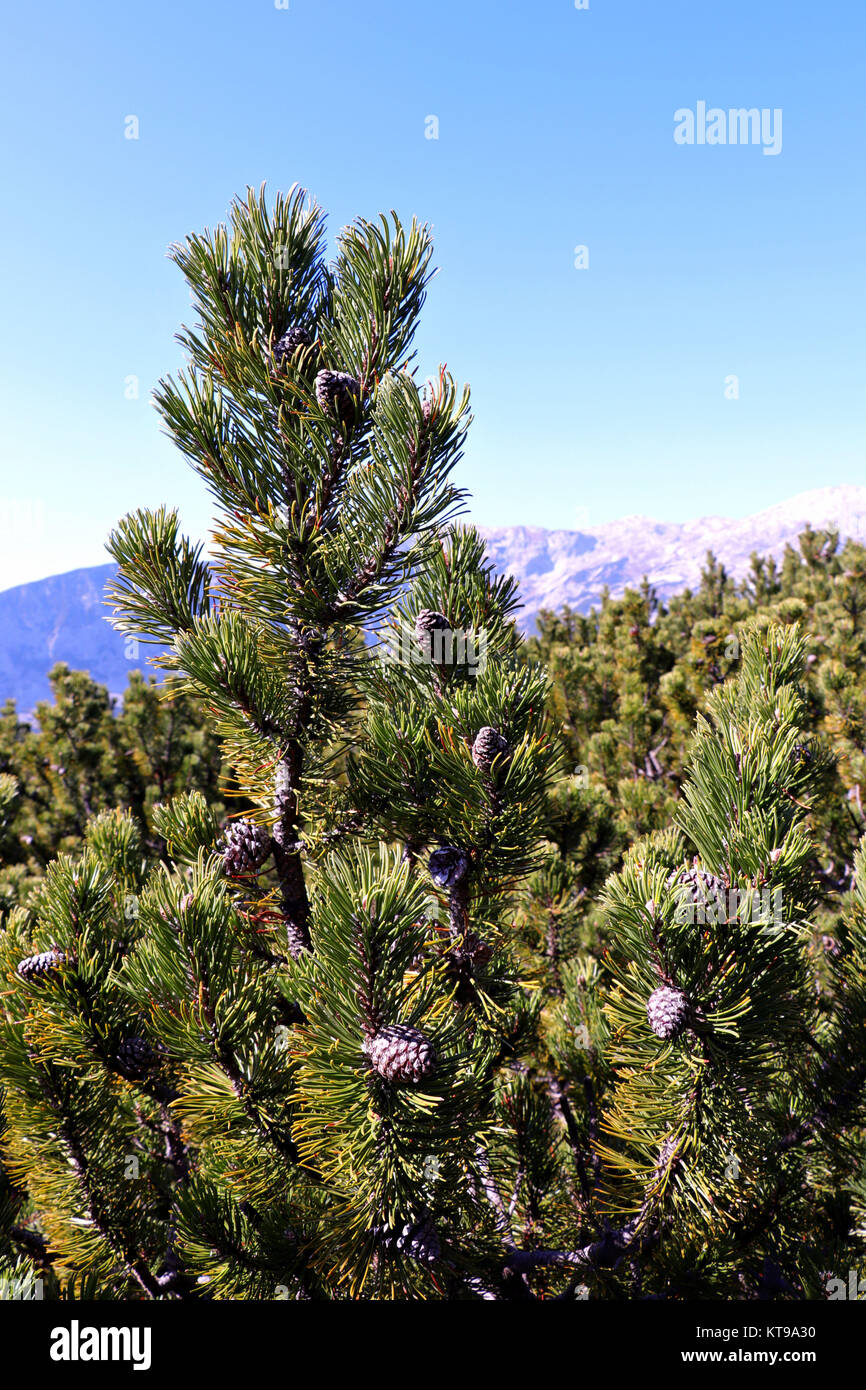 dwarf pine in the mountains Stock Photo