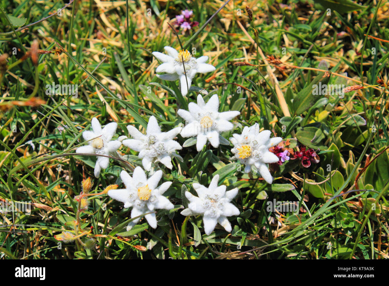 a few Edelweiss in the mountains Stock Photo