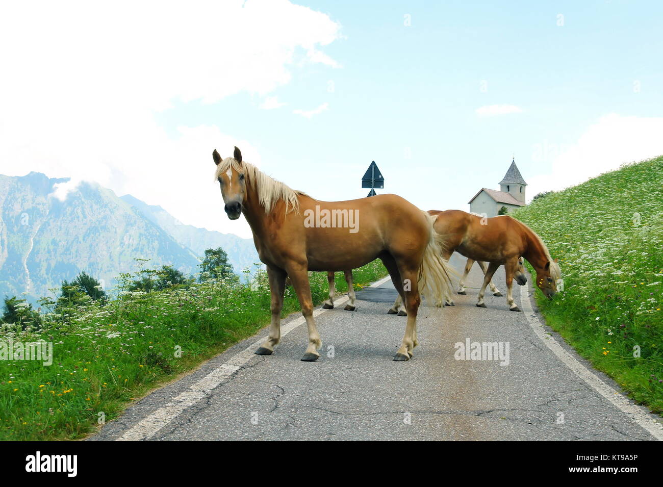 frei laufende Hafliger Pferde bei Aschbach im Vinschgau in Südtirol Stock Photo