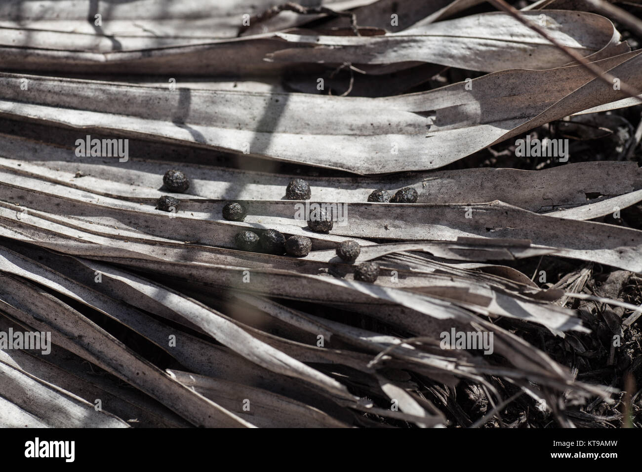 Old weathered Palm Leaf with animal droppings Stock Photo