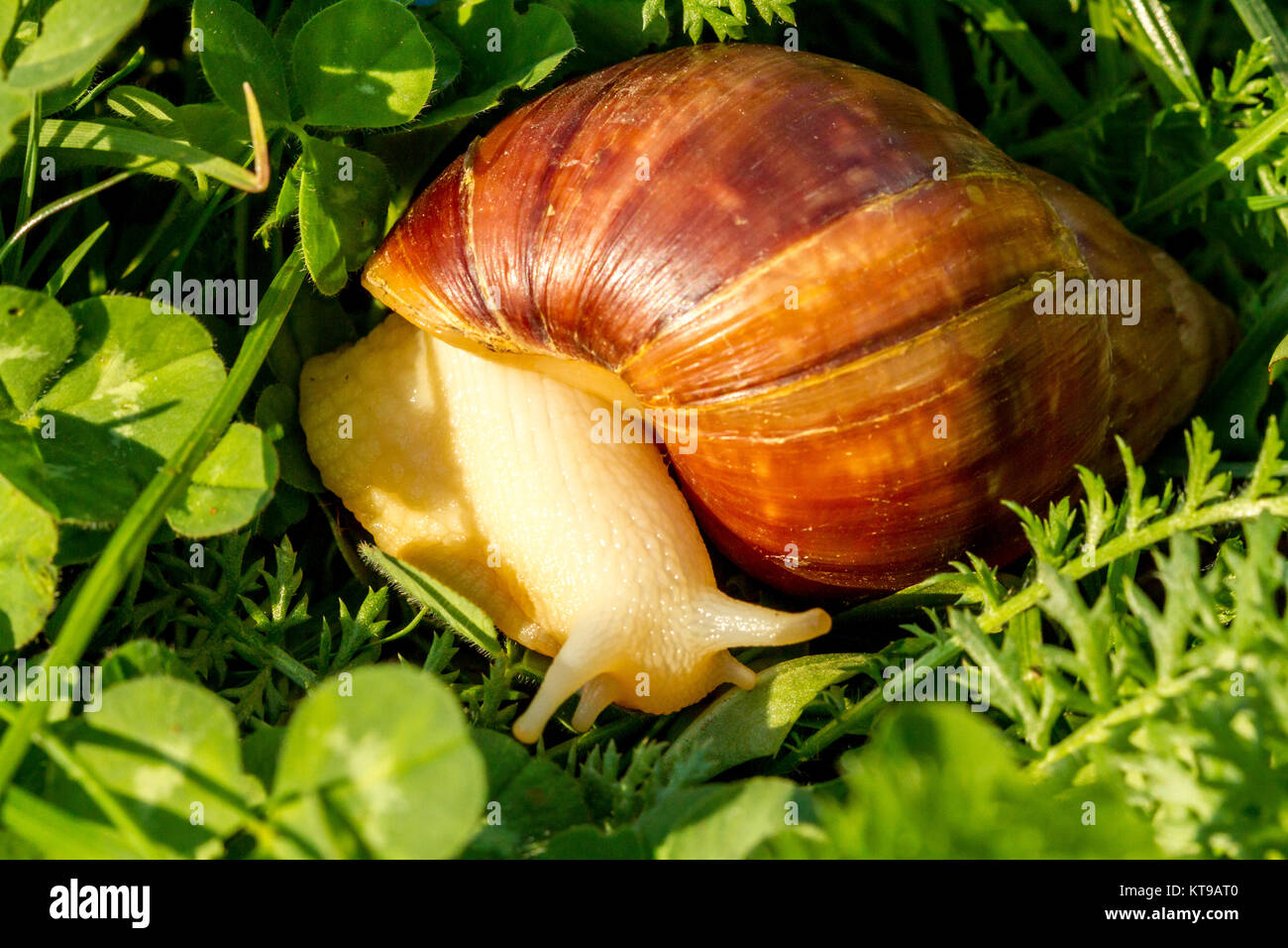Giant african land snail is crawling in green grass. Macro image Stock