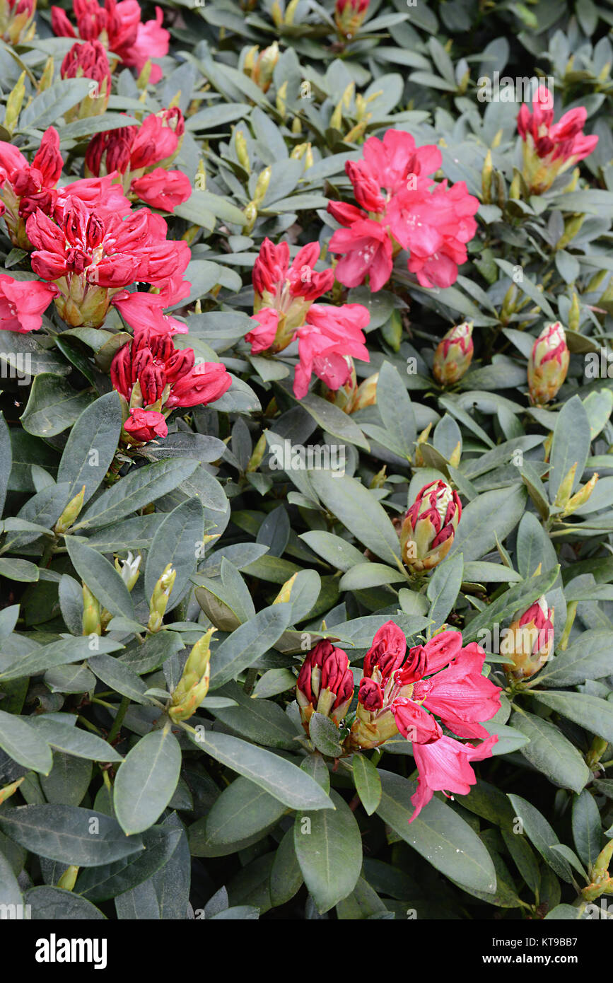 Rhododendron bush bloosom on springtime. red buds and flowerheads. Stock Photo