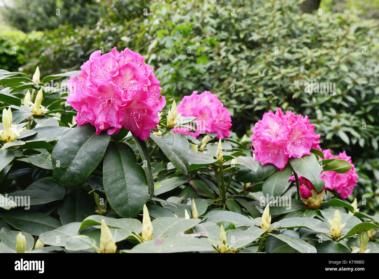 Rhododendron bush bloosom on springtime. Pink buds and flowerheads. Stock Photo