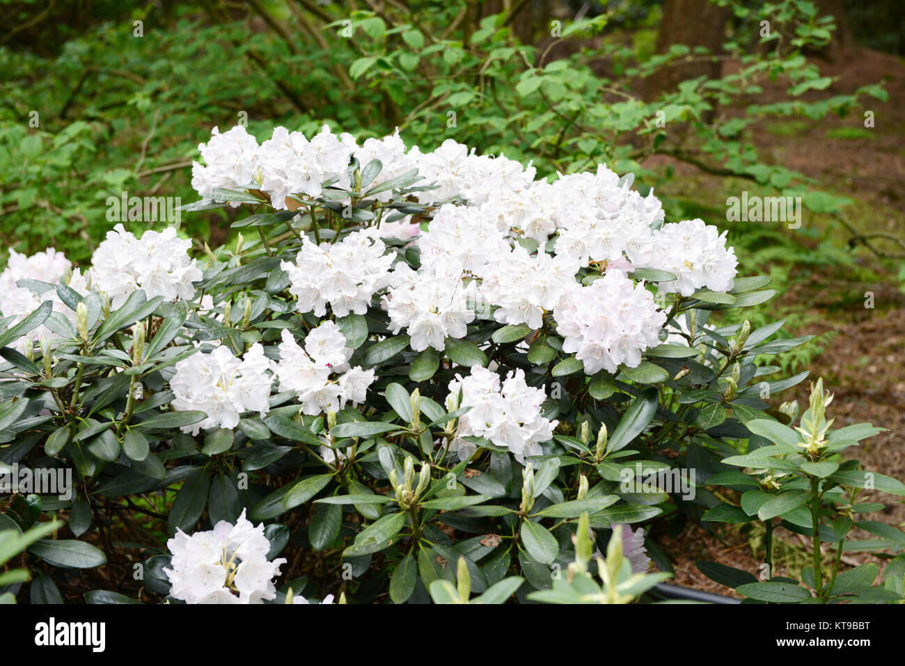 Rhododendron bush bloosom on springtime. White buds and flowerheads. Stock Photo