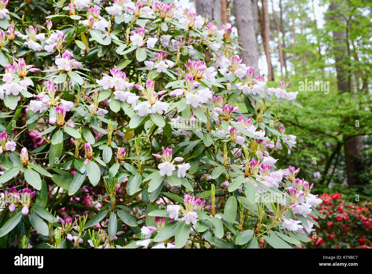 Rhododendron bush bloosom on springtime. Pink buds and flowerheads. Stock Photo
