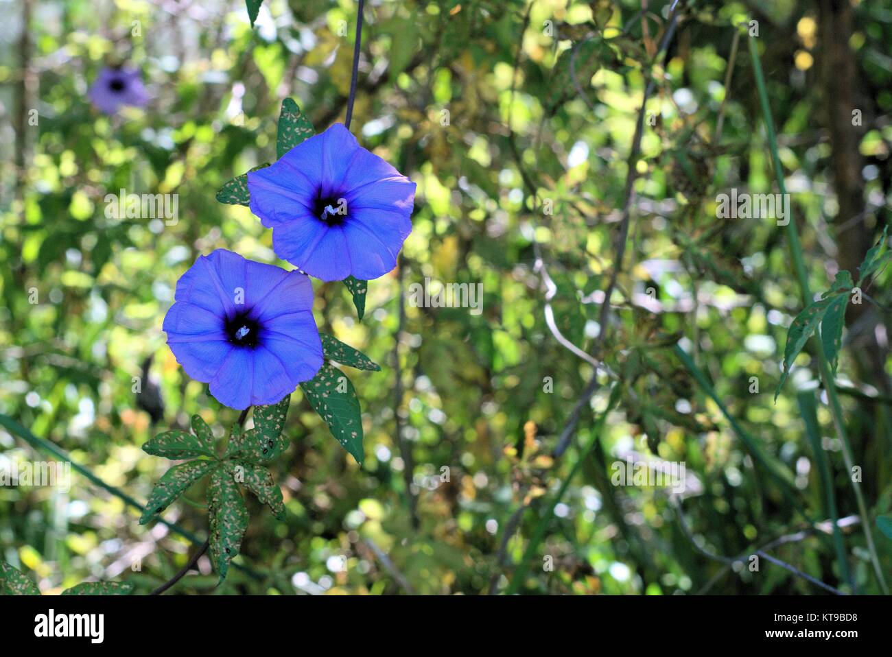 Purple flower weed found in Australia and other tropical regions of the world. Stock Photo