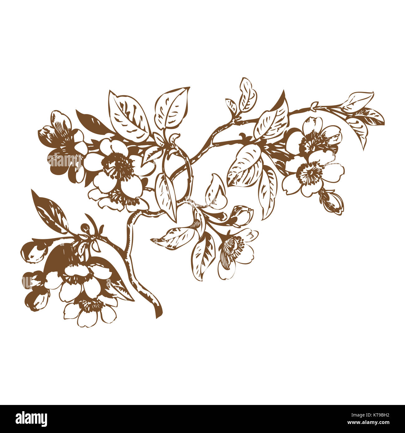 Cherry branches with flowers, sakura vector illustration Stock Photo