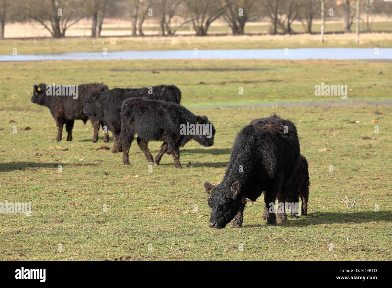 galloway cattle on the pasture Stock Photo - Alamy