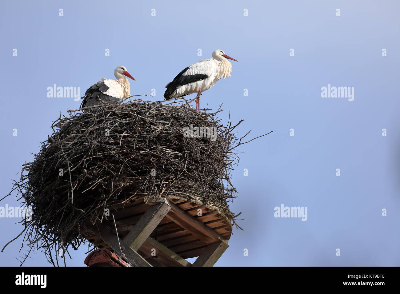 white stork in the nest Stock Photo