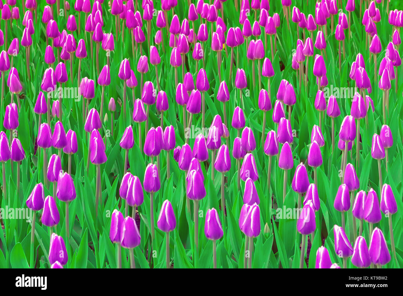 Purple Tulips Field Stock Photo - Alamy