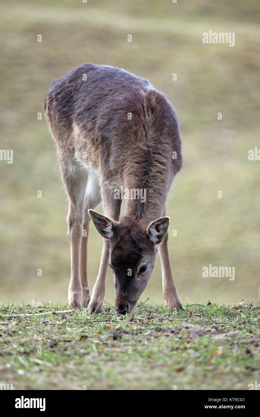 Young stag animal hi-res stock photography and images - Alamy Young stag animal hi-res stock photography and images - Alamy