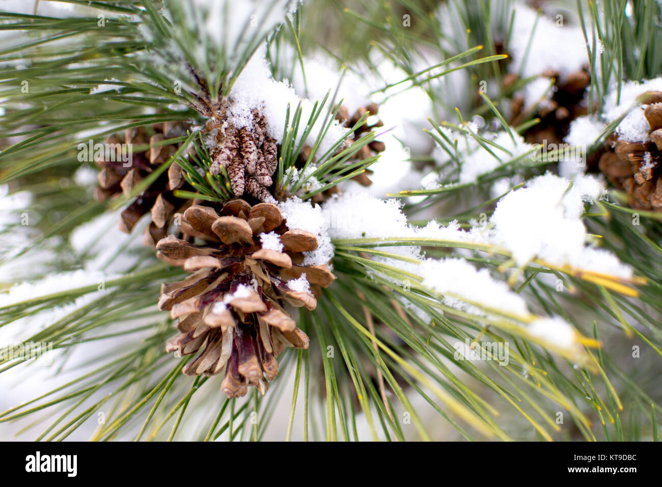 Pine needles and pine cones with snow on a grey winter day Stock Photo ...