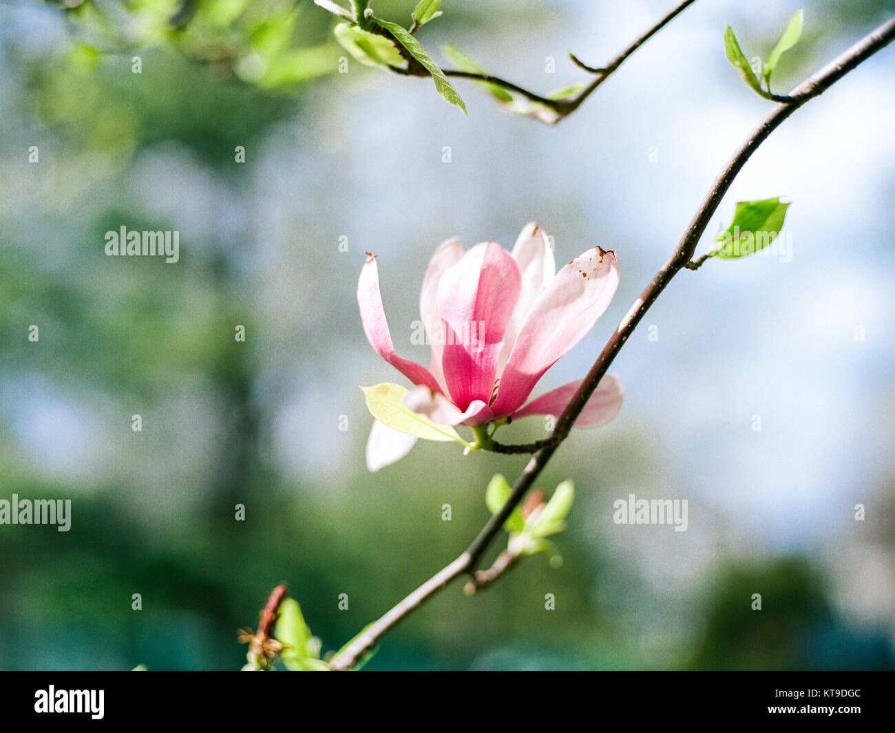 Magnolia blossom with blue sky and cloudy background Stock Photo - Alamy