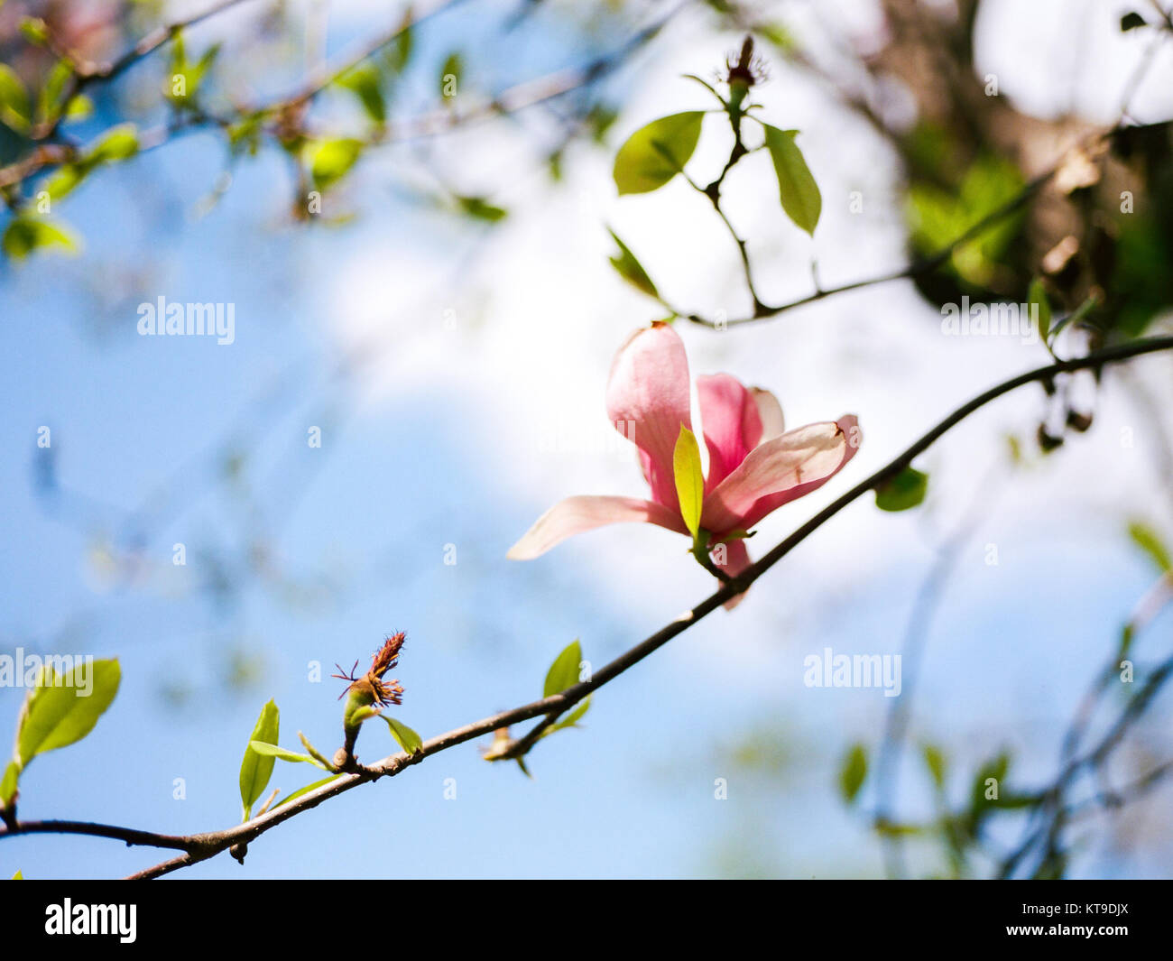 Magnolia blossom with blue sky and fluffy cloud background Stock Photo ...
