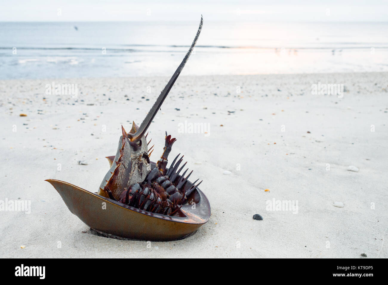 Horseshoe crab struggling to flip back over on the beach on Delaware Bay at sunrise, rescued by photographer, 'just flip 'em' Stock Photo