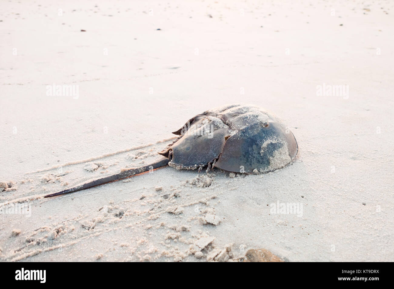 Horseshoe crab crawling back to the ocean on the beach on Delaware Bay at sunrise Stock Photo