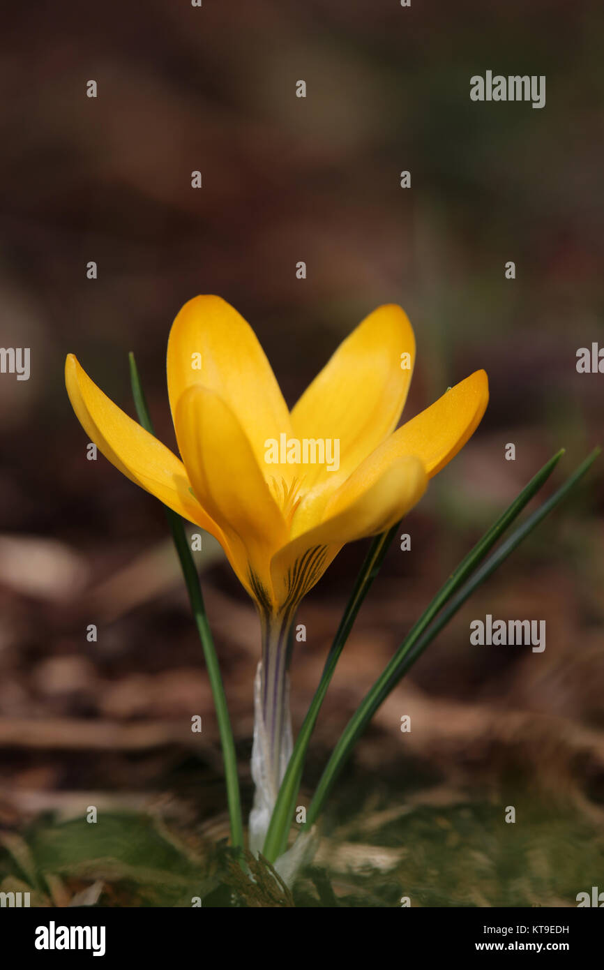 Yellow crocus hi-res stock photography and images - Alamy