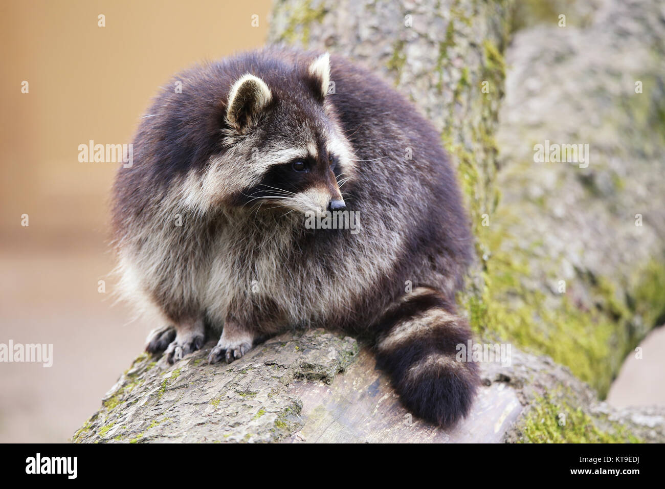 Racoon north american raccoon procyon lotor Stock Photo - Alamy