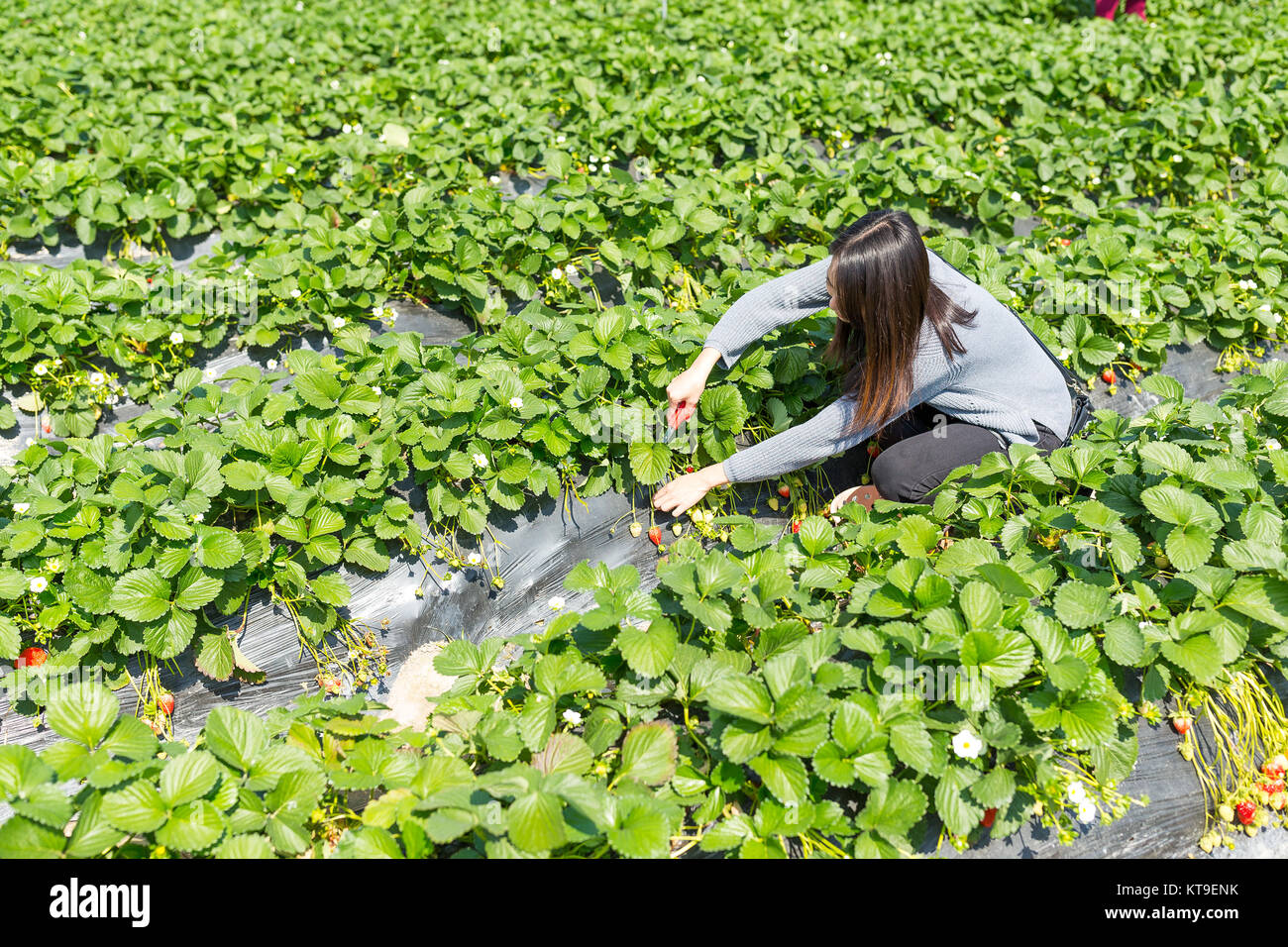 Woman picking fresh strawberry in field Stock Photo - Alamy