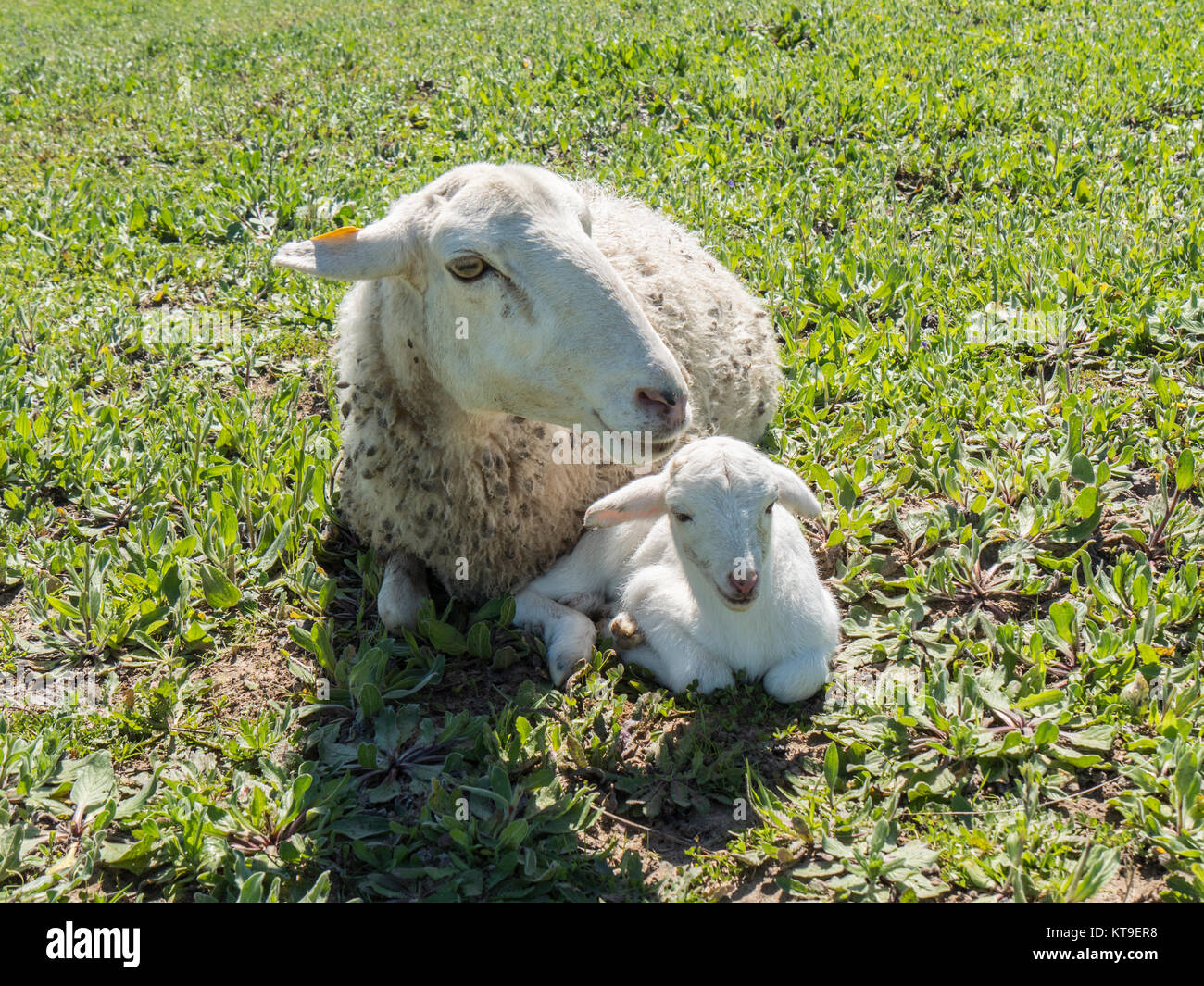 Flock of sheep in the field Stock Photo