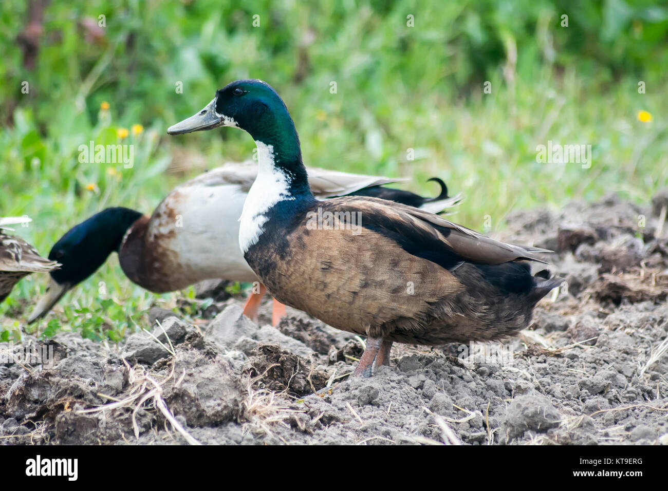 Ducks in the field Stock Photo
