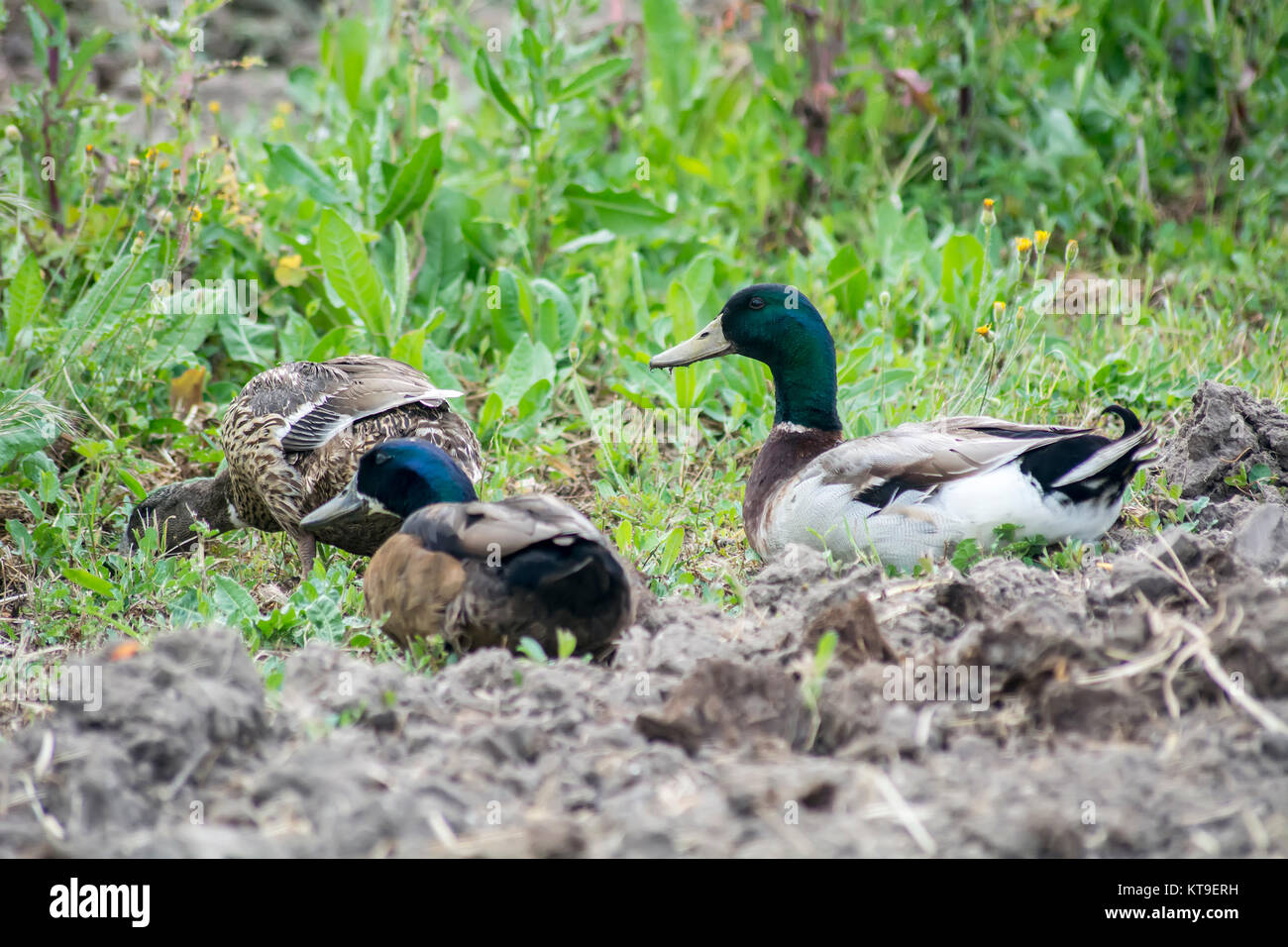 Ducks, Mallard, Anas platyrhynchos Stock Photo - Alamy