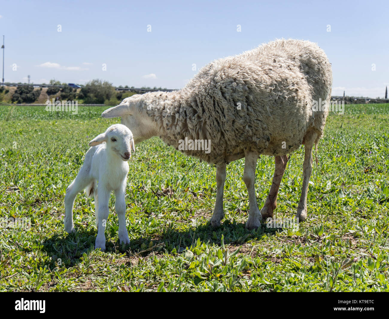 Newborn lamb with his mother in a meadow Stock Photo - Alamy