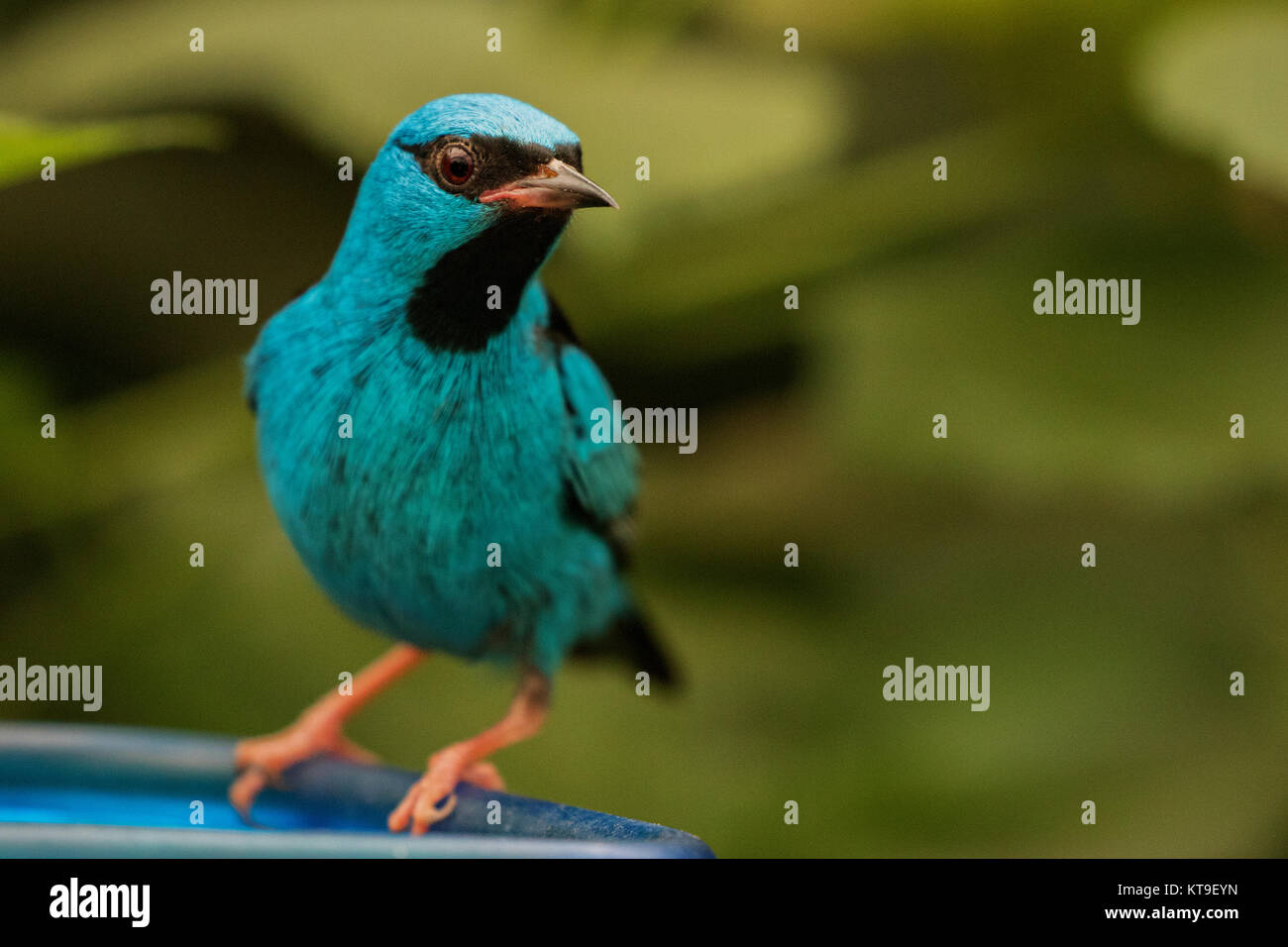 Blue Dacnis - Bronx Zoo Series Stock Photo - Alamy