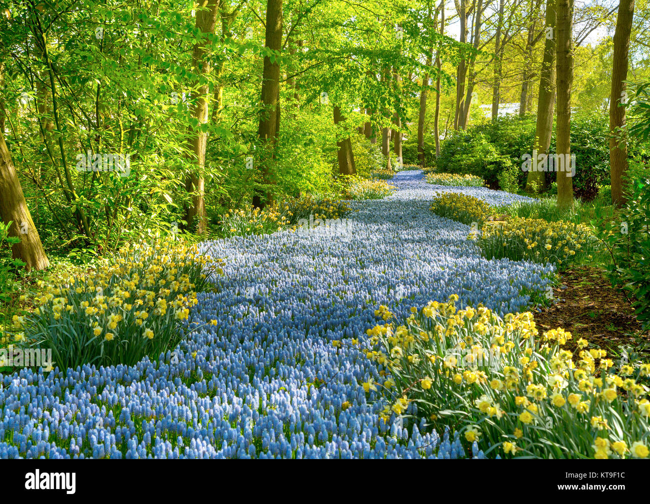 Grape hyacinth in the Keukenhof park, Holland Stock Photo