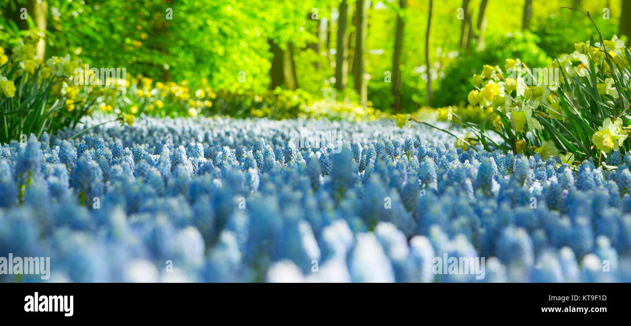Grape hyacinth in the Keukenhof park, Holland Stock Photo