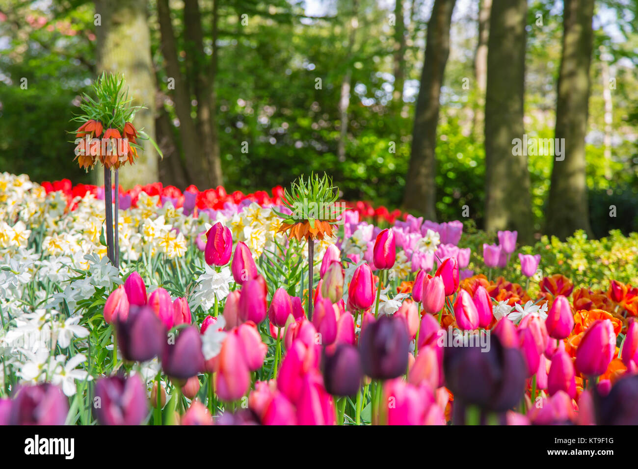 Colorful tulips in the Keukenhof park, Holland Stock Photo - Alamy
