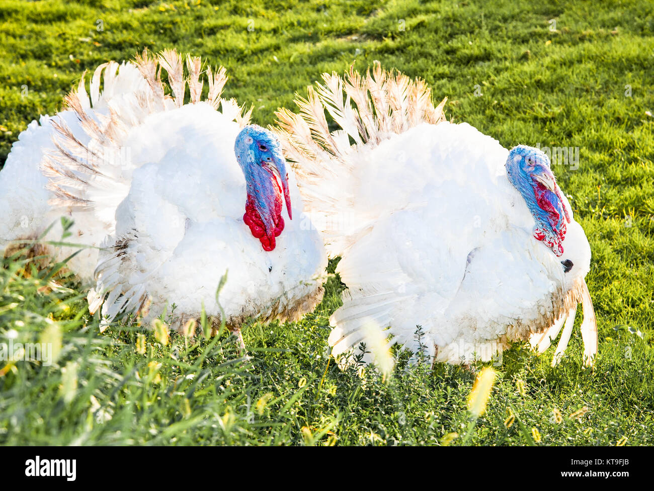 White turkeys on a green meadow in Novi Sad, Serbia. Stock Photo